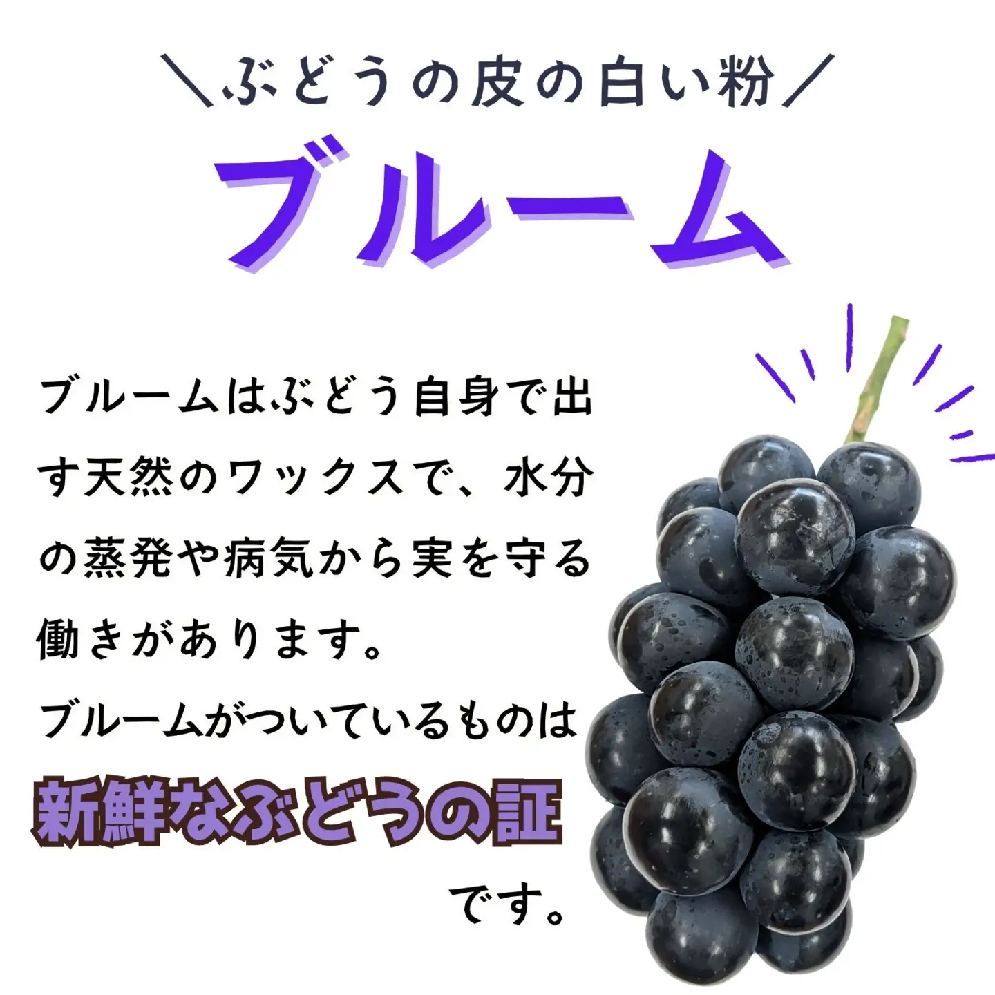 ぶどう ナガノパープル 2房 1kg 【2026年10月発送】ブドウ Bv-001