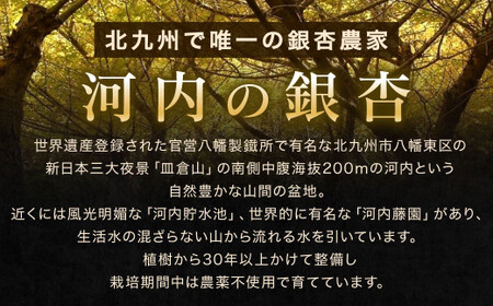 北九州河内の銀杏 200g 銀杏 ぎんなん 殻付き 実 おつまみ おやつ 酒の肴 モチモチ 国産 福岡県 北九州市 【2026年11月上旬～2027年2月下旬発送】