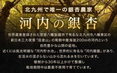 北九州河内の銀杏 500g 銀杏 ぎんなん 殻付き 実 おつまみ おやつ 酒の肴 モチモチ 国産 福岡県 北九州市 【2026年11月上旬～2027年2月下旬発送】