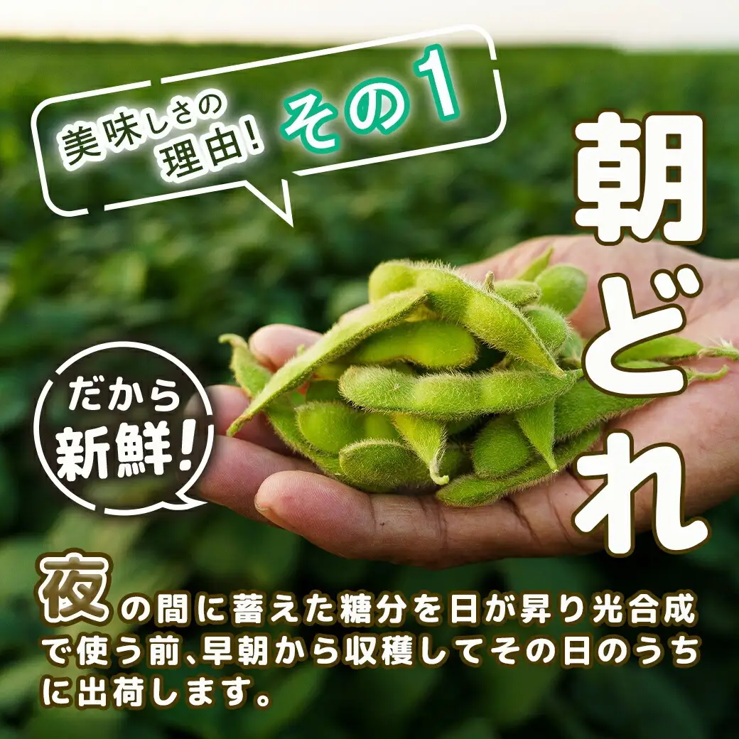 【先行受付】都城産枝豆(湯あがり娘)1.5kg(250g×6P)〔11-B402-7〕_(都城市) 都城産枝豆 湯あがり娘 1.5kg おつまみ 産地直送 先行受付