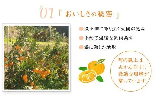 極早生みかん 和歌山県産日南早生みかんなど 6.5kg 混合サイズ 2026年10月中旬より順次発送［Mg2］
