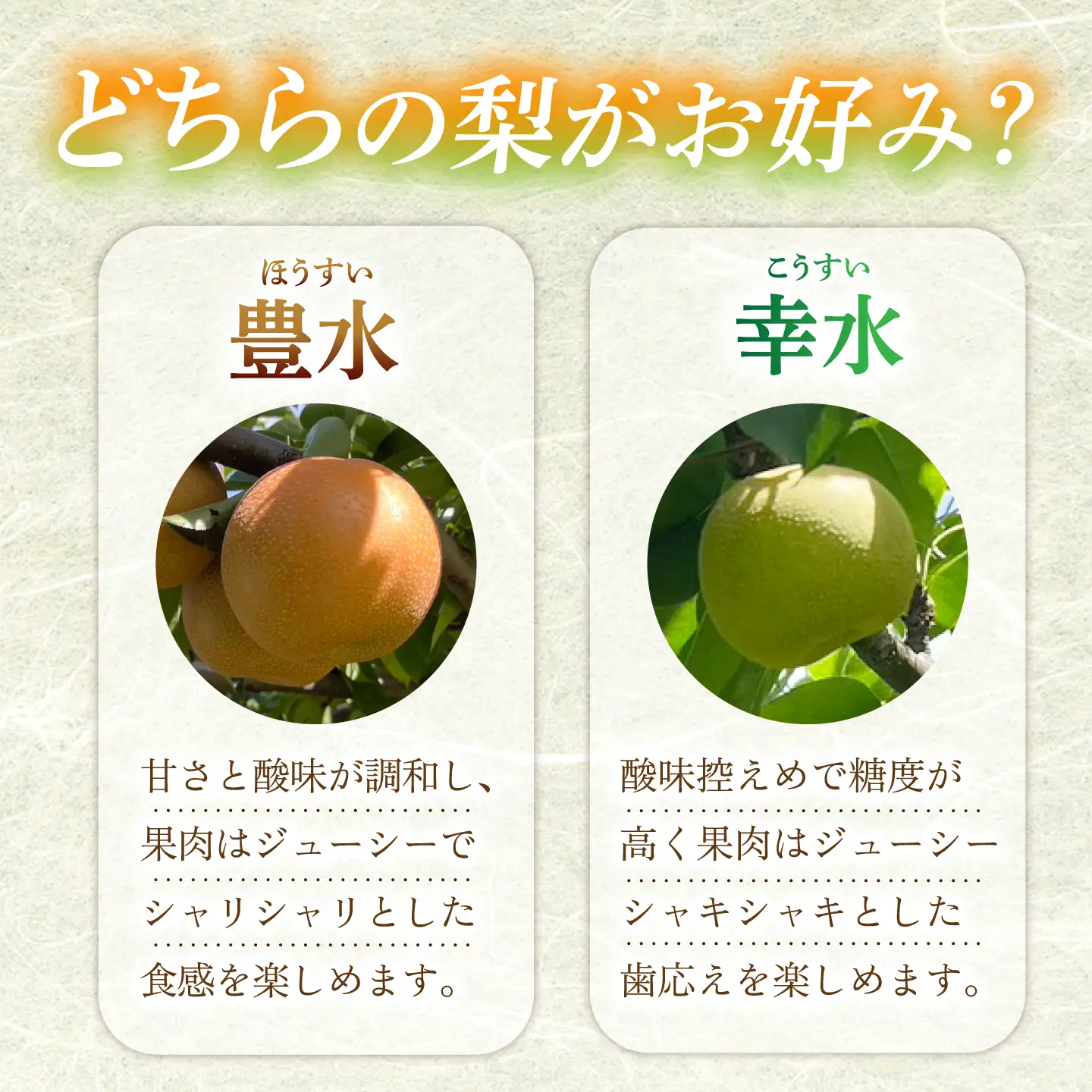 【産地直送】幸水3kg箱 Ｍ-2Lサイズ（10-12個）ー2026年8月より発送ー  長与町/つじ梨園[ECO001]  梨