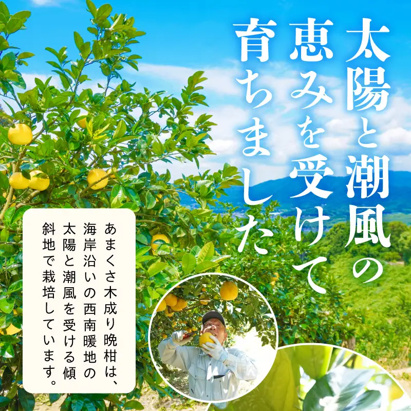 S040-032_農家の手摘み　あまくさ木成り晩柑　5kg