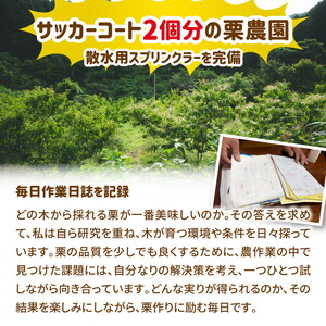【R8年産】【先行受付】【数量限定】兵頭さん家の鬼北町産栗3kg ｜ 大粒 生栗 和栗 国産栗 地域限定 丹波栗 くり 栗 栗ご飯 生栗 果物 フルーツ 先行予約 数量限定 ※離島への配送不可 ※2026年9月上旬～10月下旬頃に順次発送予定