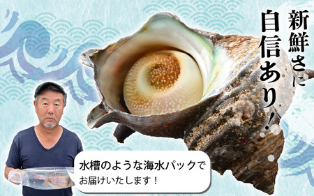 日本海若狭湾 【活きたまま天然サザエ約1kg】 海水パックにてお届け！【活サザエ BBQ】 [m36-a034]