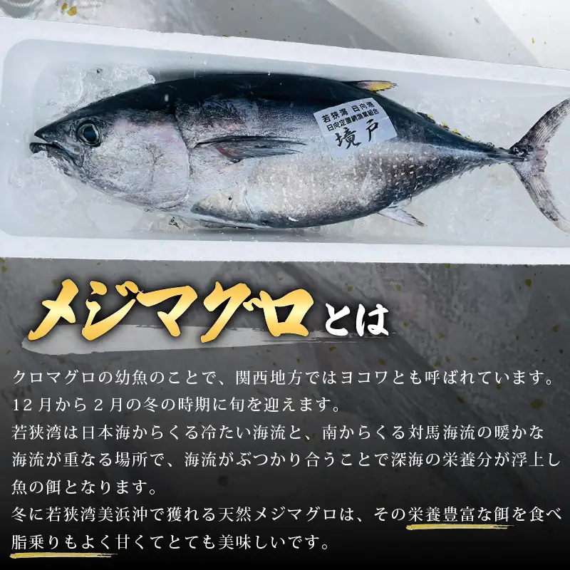 【先行予約】天然！地物！ひるがのメジマグロ 柵3本【合計800g以上】【2027年2月中旬以降順次発送予定】【マグロ 刺身】 [m36-c003]