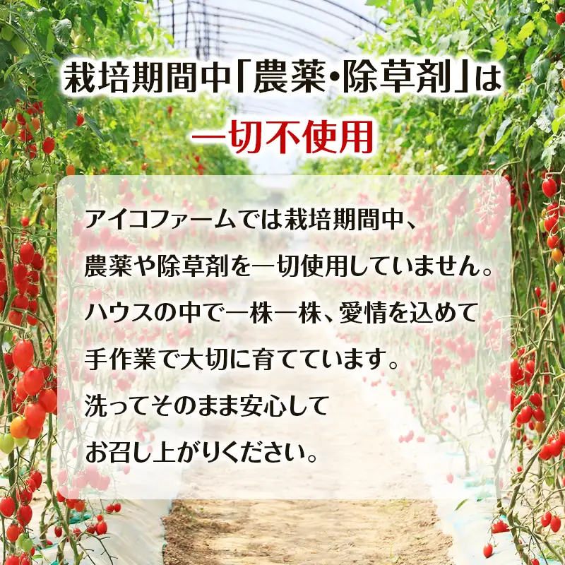 ミニトマトアイコ 農薬不使用 北海道産 ミニトマト【1kg】