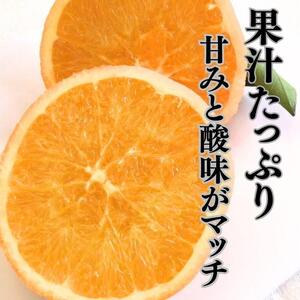 越冬完熟袋掛けネーブル 約5kg （15〜21個入り）