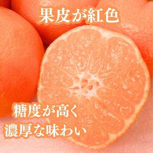 坂出特産　小原紅早生みかん約5kg(約50個） MまたはLサイズ