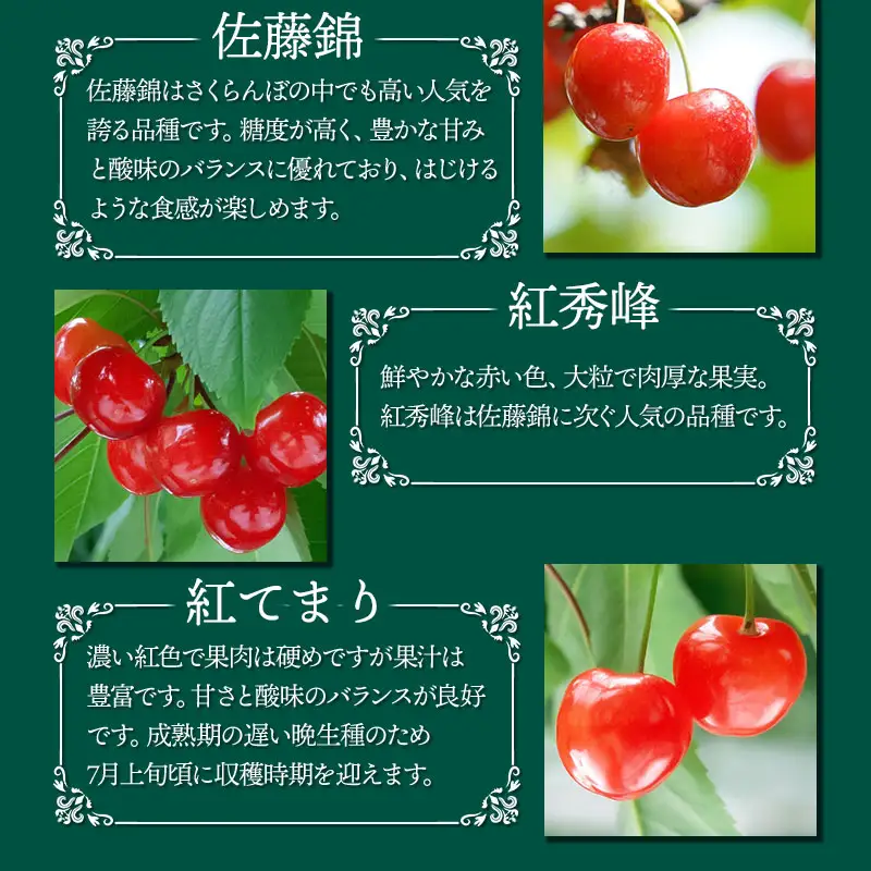 【令和9年産先行予約】【4回お届け】さくらんぼ四彩の贅 ～紅さやか・佐藤錦・紅秀峰・紅てまり4品種お届け～　いまいのさくらんぼ園