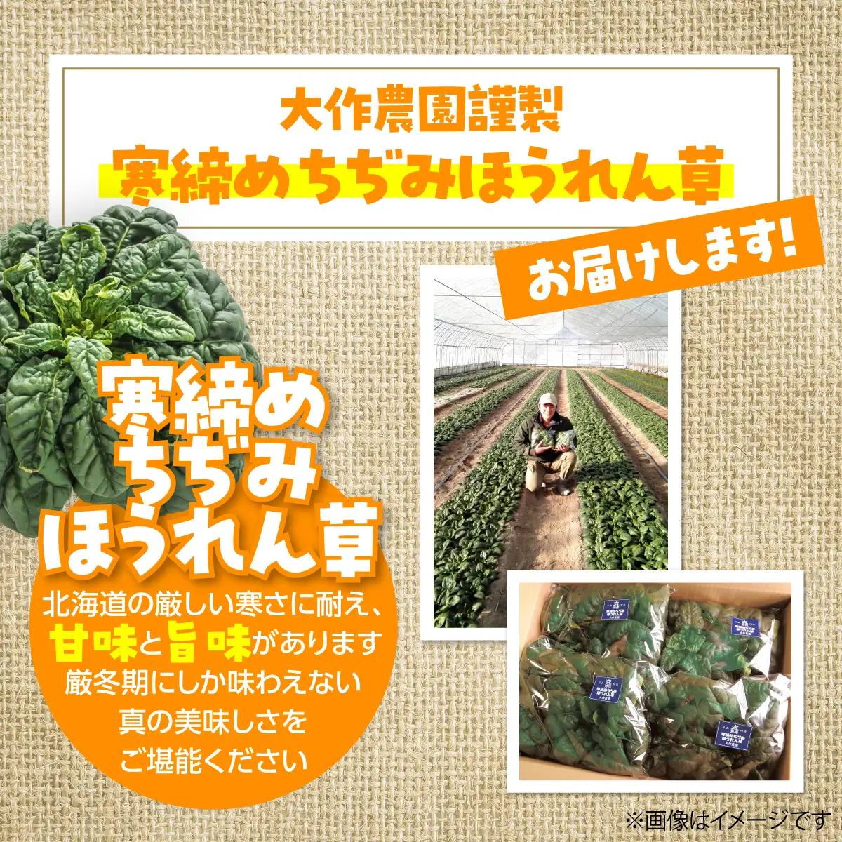 ＜2026年12月上旬よりお届け＞大作農園の寒締めちぢみほうれん草　約1.2kg SBTR001