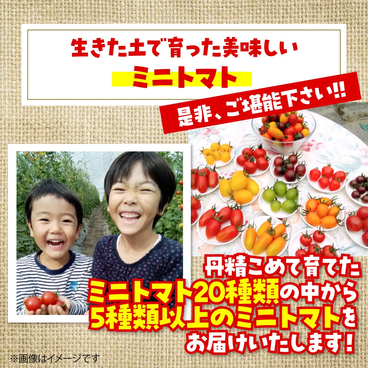 ＜2026年7月上旬よりお届け＞北海道壮瞥産 大作農園のカラフルミニトマト約1.5kg(5種以上) SBTR002