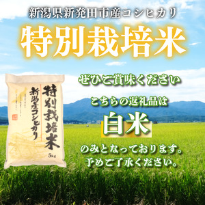 米 5kg 令和7年産 コシヒカリ toushin002_04
