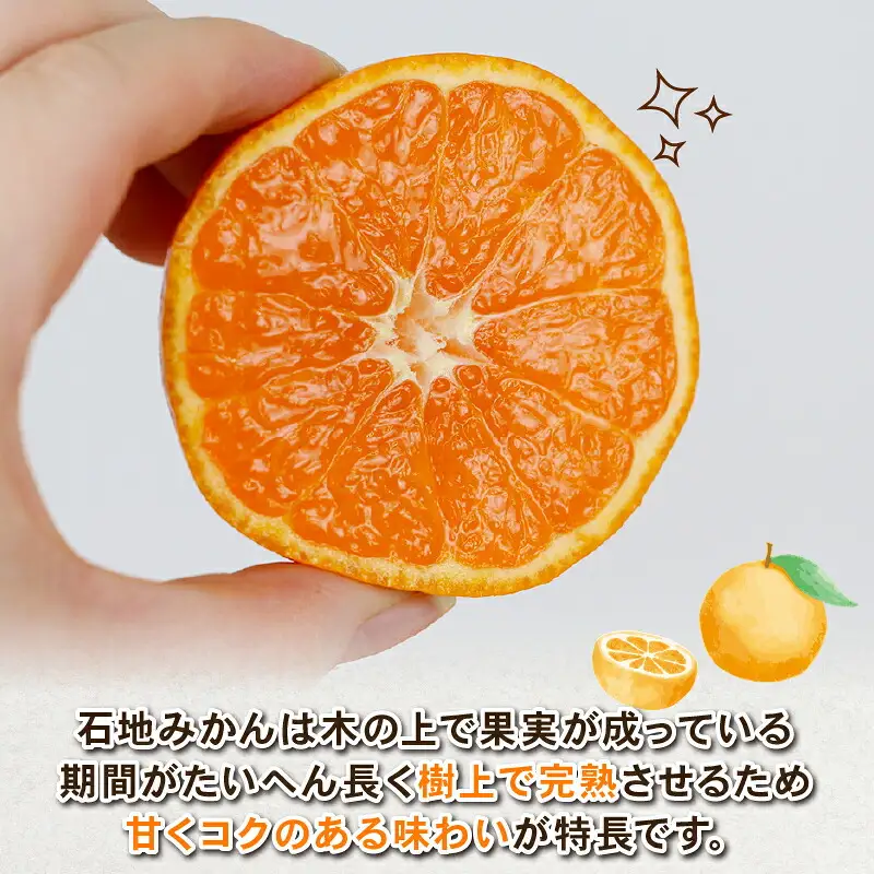 愛媛みかん 石地みかん 約5kg S~L サイズ Shirai.agrifarm 先行予約 中生 なかて 愛媛ミカン 愛媛蜜柑 mikan 温州 温州みかん 不揃い 果物 くだもの フルーツ 柑橘 蜜柑 産地直送 農家直送 数量限定 国産 愛媛 宇和島 B010-115003