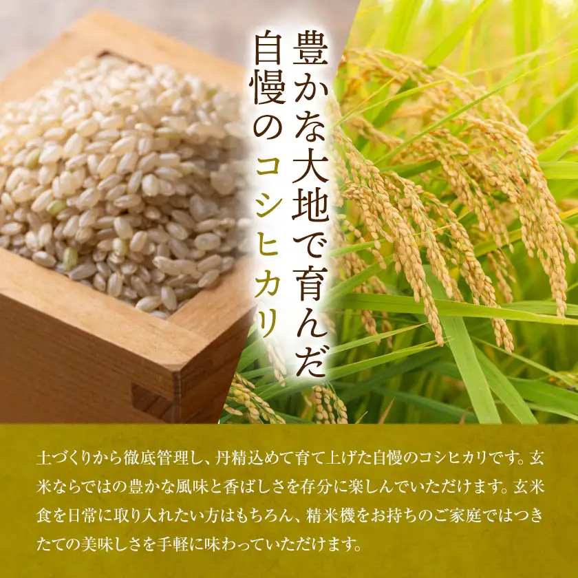 【3ヶ月定期便】R8年産米 米 玄米 コシヒカリ 5kg《お申込みの翌月から出荷》