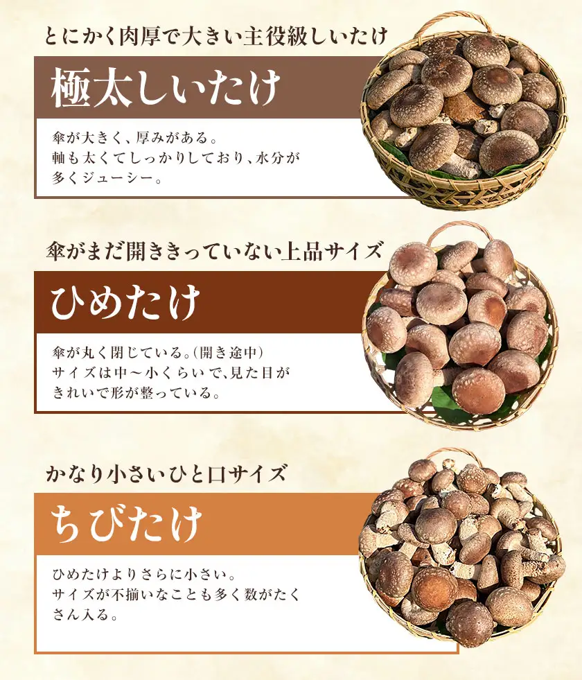 しいたけ きのこ 野菜 しいたけ詰め合わせセット 計1060g 《30日以内に出荷予定(土日祝除く)》 