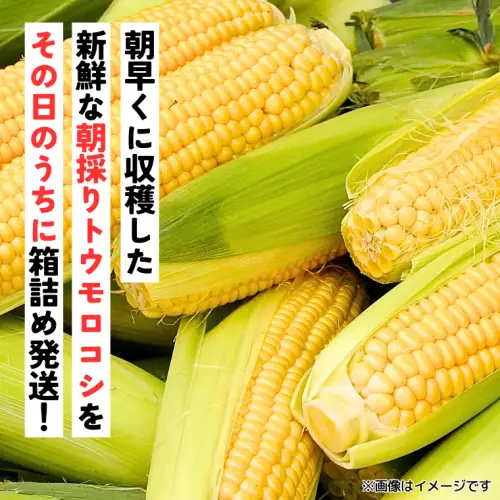 高評価★5.0 トウモロコシ ゴールドラッシュ 6kg 茨城県産 とうもろこし