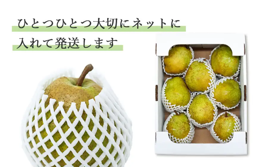 ラ・フランス(洋梨) 5Lサイズ以上 約4kg(7～9玉) 山形県鶴岡市産 令和8年産 長南農園