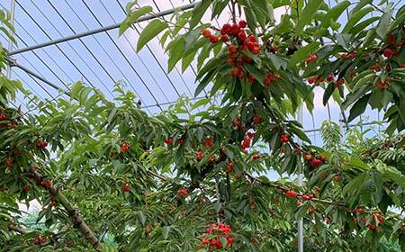 【2027年先行予約】山形県産 さくらんぼ 紅秀峰 秀品Lサイズ 180g×4 FSY-2148