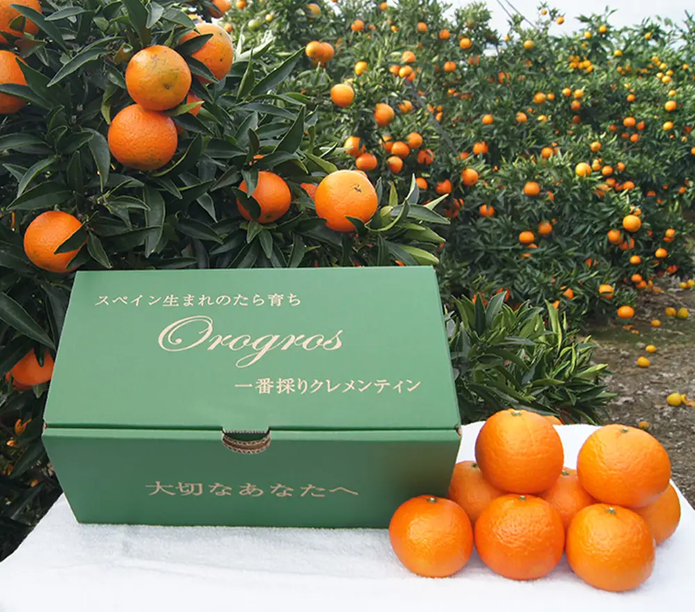 一番採りクレメンティン！新品種「オログロス」2kg みかん 蜜柑 ミカン おれんじ オレンジ フルーツ 果物 くだもの ジューシー 柑橘 マンダリン クレメンティン オログロス 国産 希少 ジューシー 薄皮プレゼント 贈り物 ギフト 佐賀県 太良町 L131x1 【2026年11月上旬～11月下旬発送予定】