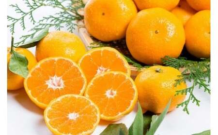 潮風の贈り物　みかん ５kg　みかん ミカン 蜜柑 たらみかん 太良みかん 温州みかん 完熟みかん 甘熟 柑橘 国産 佐賀県産 太良町 こだわり 有機栽培 産地直送 贈答品 詰め合わせ 極甘 L19x1 【2026年10月下旬～2027年1月上旬迄発送予定】