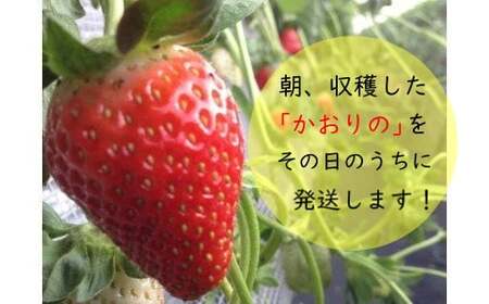 R-28 太良町産「かおりの」定期便４回コース　生産者直送！朝採り苺！ 太良町 かおりの 国産 佐賀県産 太良町産 いちご 朝採り 果肉 ジューシー 糖度高め