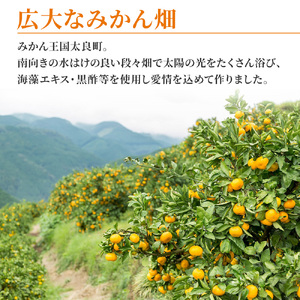 大鋸農園の甘果坊（小玉）10㎏ NB17x1 【2026年10月下旬～12月下旬配送予定】