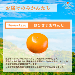 Ｑ-40 早津みかん園　旬のみかんのお楽しみ３回定期便（11月～2月）　みかん ミカン 蜜柑 温州みかん 完熟みかん 甘熟 山下紅みかん おひさまおれんじ 柑橘 有機栽培 国産 佐賀県産 太良町 こだわり 贈答品 産地直送 詰め合わせ 小玉 大玉 定期便