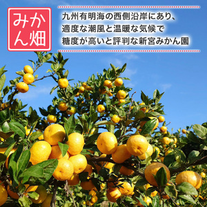 【令和7年4月下旬頃～発送】L-58 新宮みかん園の不知火 L～3Lサイズ 約3㎏ みかん ミカン 蜜柑 不知火みかん しらぬい デコポン でこぽん 温州みかん 完熟みかん 国産 佐賀県産 太良町 期間限定 詰め合わせ
