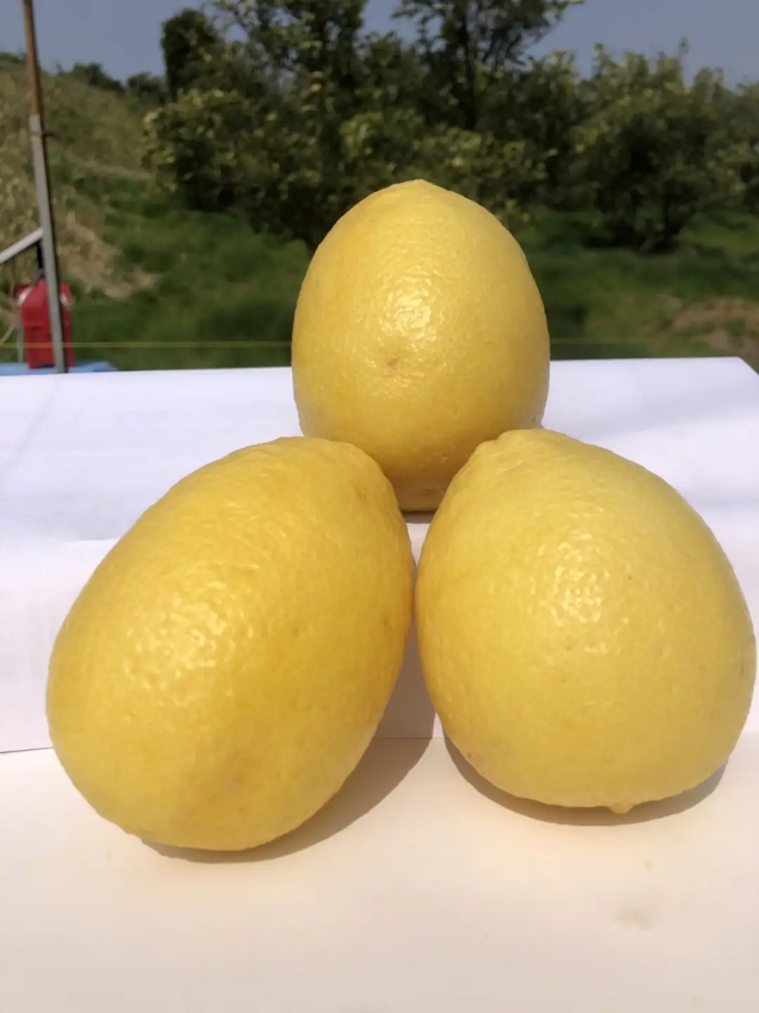 山本農園の珍果　弓削瓢柑（ゆげひょうかん）２kg ひょう柑 みかん 蜜柑 ミカン おれんじ オレンジ フルーツ 果物 くだもの ジューシー 柑橘 国産 完熟 ジューシー プレゼント 贈り物 ギフト 希少 レア 佐賀県 太良町 L74x1 【2027年3月上旬～4月下旬】