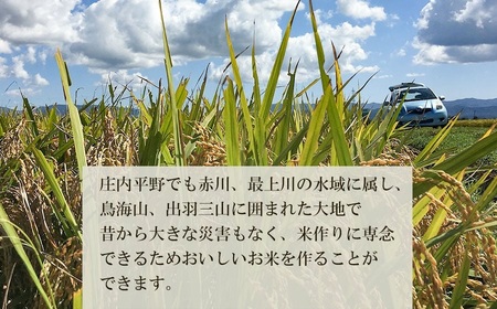 【令和8年産 新米】 特別栽培米ササニシキ 精米 10kg （10kg ×1袋） 山形県庄内産 野々ファーム 