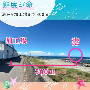 【漁師が獲れたて即加工！】しらす 1kg 朝どれ 大容量 水揚げ 釜揚げ しらす丼 魚介 シーフード 特産品 海産物 新鮮 惣菜 国産 鮮度 ふるさと納税 採れたて 安全 安心 カルシウム 徳島県 小松島