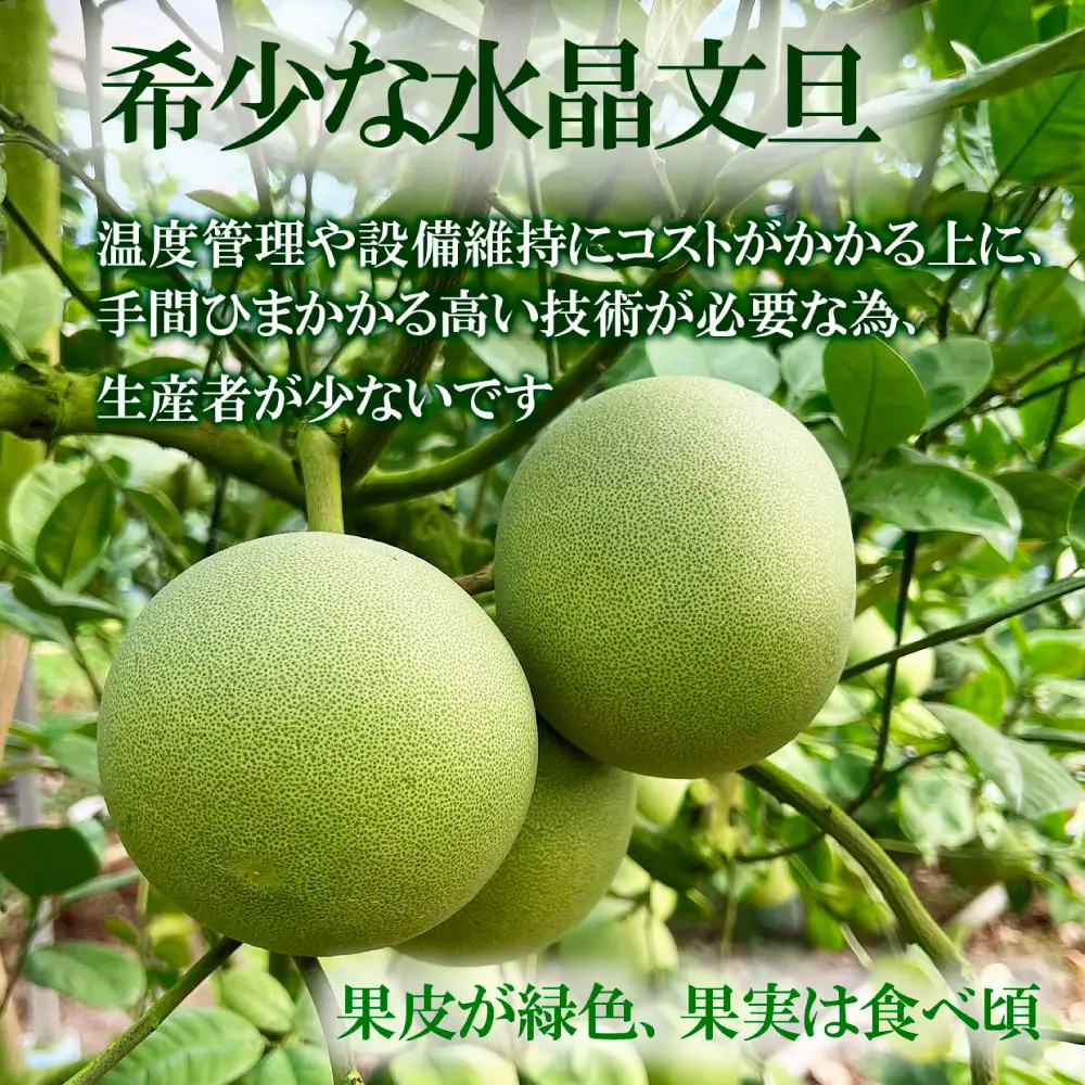 【先行予約】高知県産水晶文旦 特選ご贈答用 2Lサイズ 3個入り〈2026年10月上旬?11月上旬頃発送〉  /  ぶんたん ブンタン 水晶文旦 果物 柑橘 フルーツ お取り寄せ 特産品 おいしい【白木果樹園】[BQAI017]
