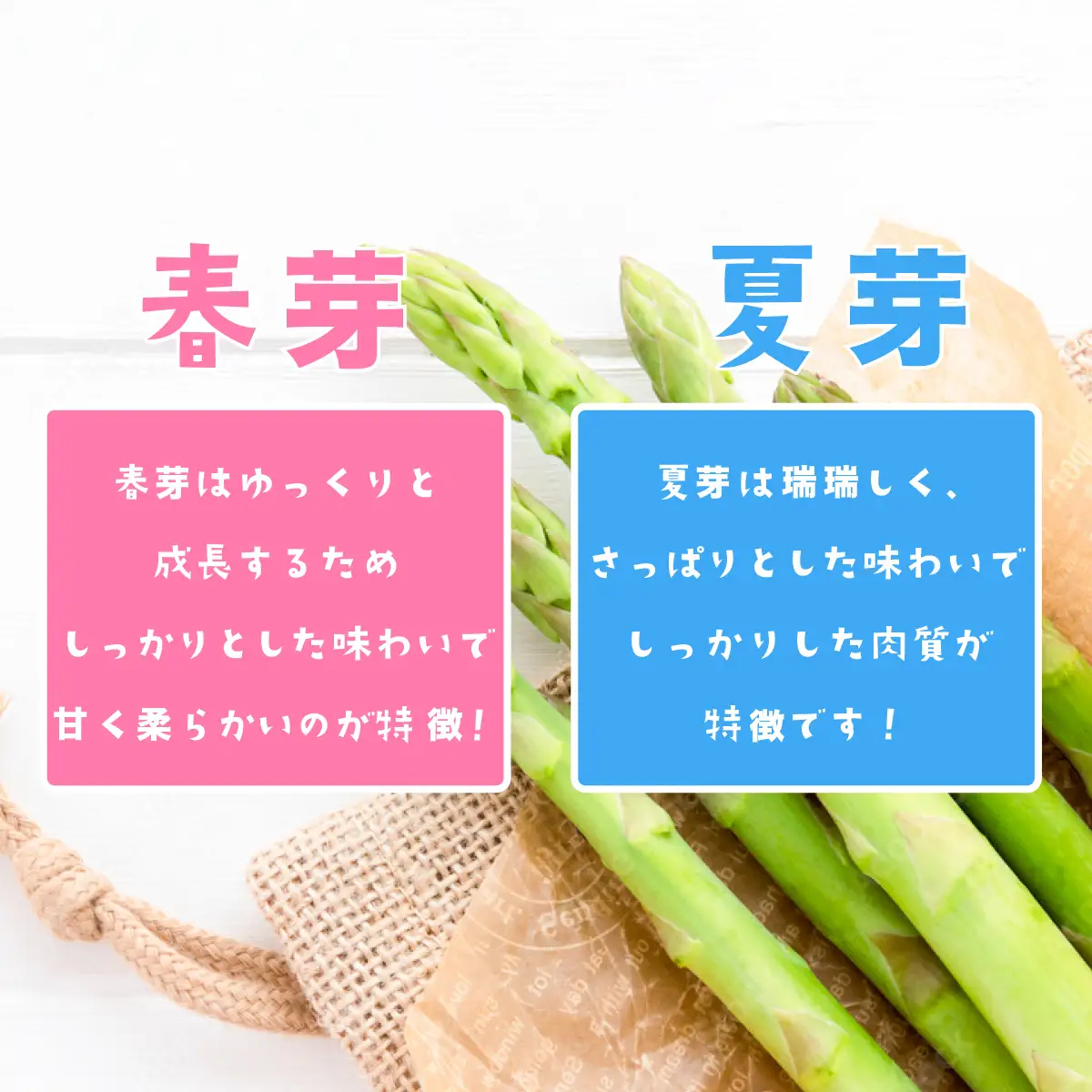 アスパラガス 1kg M～Lサイズ 朝採り アスパラガス 春芽【先行受付】【26年3月下旬～5月発送】