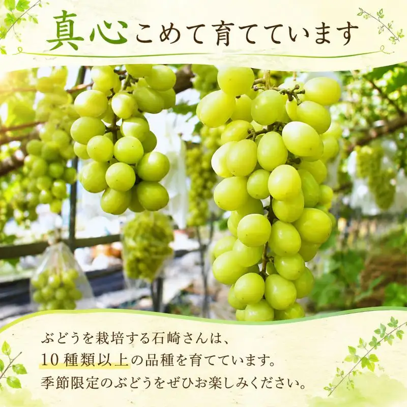【ぶどうの2種セット】 シャインマスカット 旬のぶどう （各1房 計2房） 約1kg