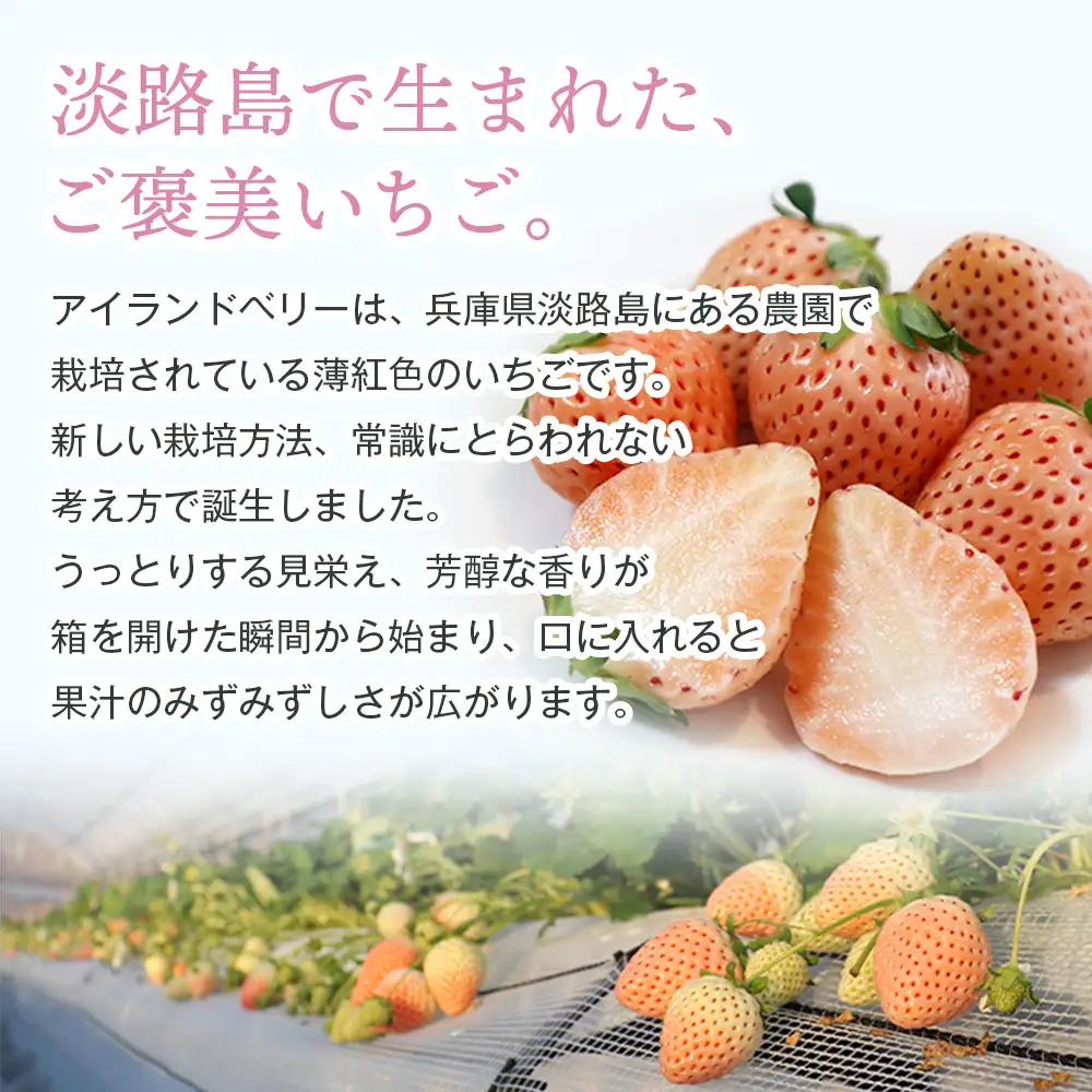淡路島アイランドベリー 白苺淡雪 2～4パック入【2027年5月発送予約受付・お届け日指定不可】　苺