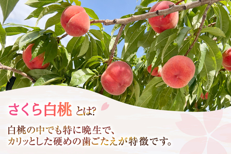【期間限定発送】 桃 さくら 白桃 3kg