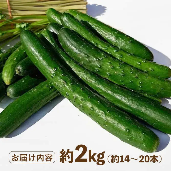 新鮮きゅうり 約2kg /株式会社 y's company（utsu和ya）[UDX001]きゅうり
