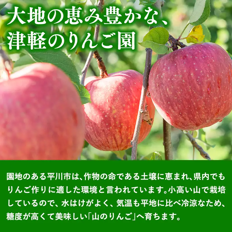 りんご 山の完熟サンふじ・シナノゴールド 約5kg 青森県平川市 [hi-0010-007]