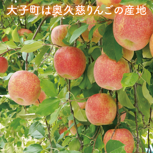【数量限定/先行予約】奥久慈りんご「サンふじ」約5kg（12～23玉）【2026年11月上旬頃発送予定】斉藤りんご園第2直売所｜茨城県 大子町 樹上完熟 林檎 果物 フルーツ 旬 産地直送 （CG008-1）