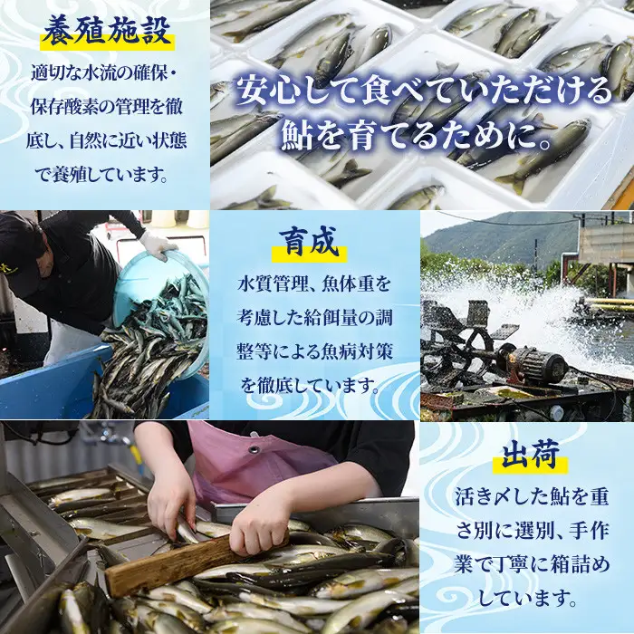 【北海道・離島配送不可】＜先行予約受付中！2026年10月～11月中旬の間に発送予定＞＜期間限定＞生子持ち鮎(約1kg・10～14匹)  冷蔵 国産 川魚 【ME-02】【米良水産】