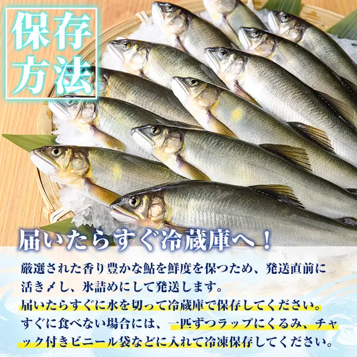 【北海道・離島配送不可】生若鮎(約1kg・12～16匹) 冷蔵 生き〆 国産 川魚 養殖  【ME-01】【米良水産】