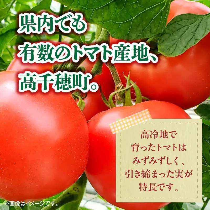 高千穂産完熟トマト使用 濃厚トマトソース3本セット トマトソース ソース トマト 完熟トマト 完熟トマトソース セット 詰め合わせ 普段使い 使い勝手 小分け パウチ 料理 パスタ ピザ トースト グルメ お取り寄せ おすすめ 宮崎県 高千穂町 _Tk050-009
