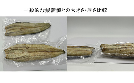 うなぎ 訳アリ 浜名湖 白焼 1本 250g ビッグサイズ 浜松 うなぎ