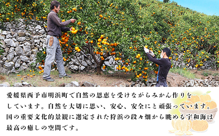 ＜夕焼け山農園 愛媛県西予市産 温州みかん 家庭用 約5kg＞『2026年10月上旬～12月下旬予定』果物 フルーツ ミカン 蜜柑 柑橘 なんかん 訳あり うんしゅうみかん ウンシュウ 特産品 愛媛県 西予市 【常温】AYN0008