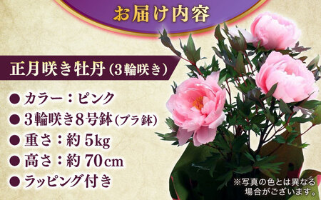 【先行予約】【2026年12月中旬以降順次発送】【米子高島屋選定品】日本庭園由志園　正月咲き牡丹（3輪咲き）島根県松江市/株式会社JU米子高島屋[ALFD009] 