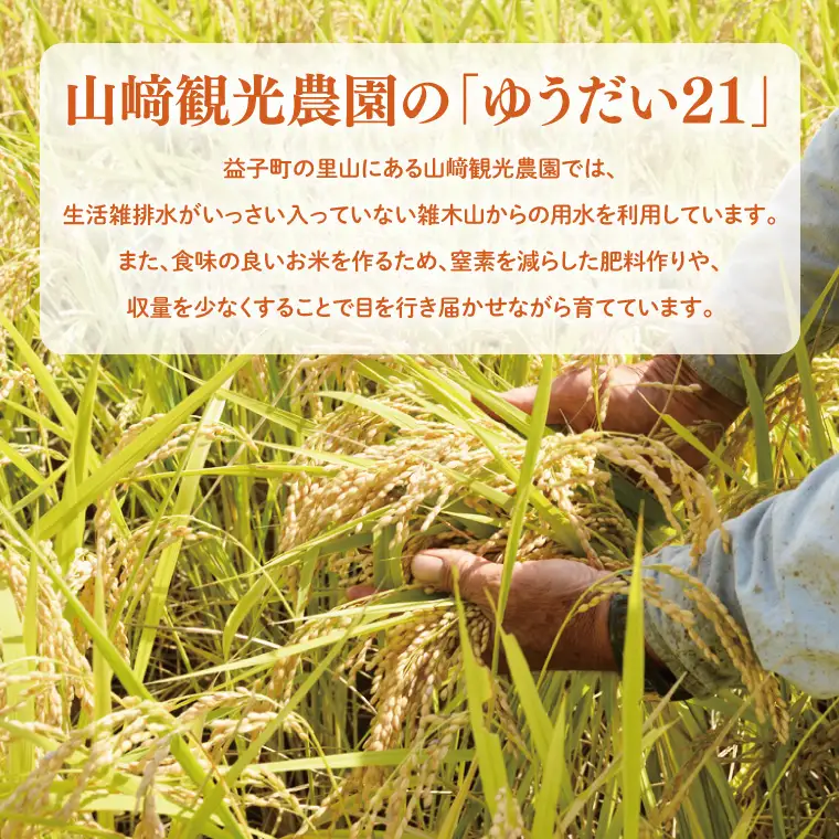 【全12回定期便】＜毎月＞ ★先行予約 10月より順次発送予定★ 山﨑観光農園のお米 ゆうだい21 白米 5kg（合計 60kg）｜栃木県 益子町 ふるさと納税 お米 ゆうだい21 白米 精米 5kg 高評価 令和7年産 先行予約 定期便 (AU019)