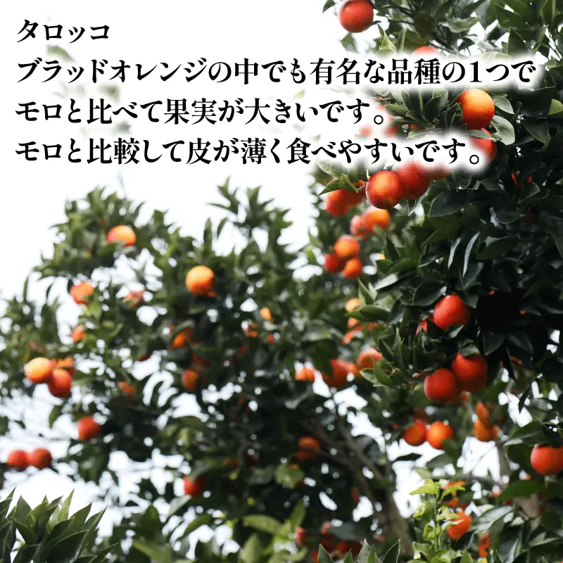 贈答用 ブラッド オレンジ モロ タロッコ 3kg YAMAUCHI FARM オレンジ B010-084004