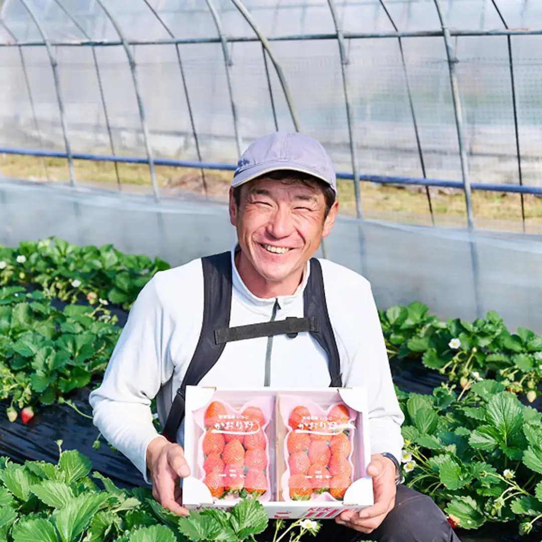 【12/10までの申込で年内にお届け！】 完熟 かおり野 約260g×2パック 年内お届け 国産 いちご イチゴ 苺 果物 フルーツ 茨城県産 KEK[BC081sa]