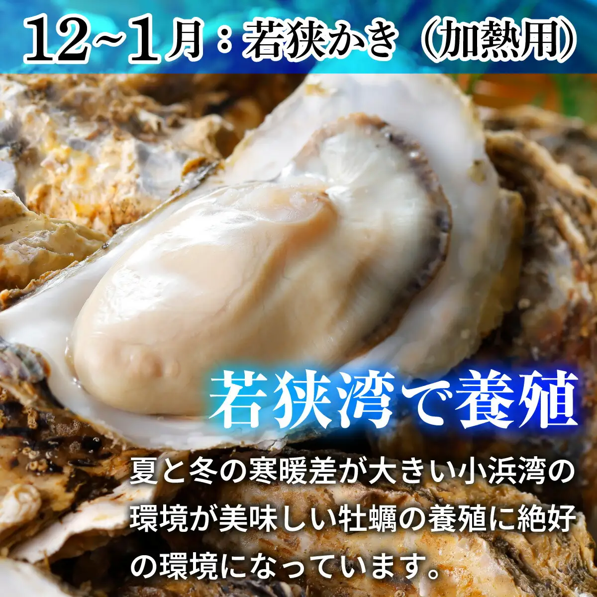 【定期便】【年2回】若狭の天然岩牡蠣（生食用）と若狭小浜ブランド 若狭かき（加熱用）2kg×2回 計4kg [BFAO014] 【配送不可地域：北海道・沖縄・離島】 